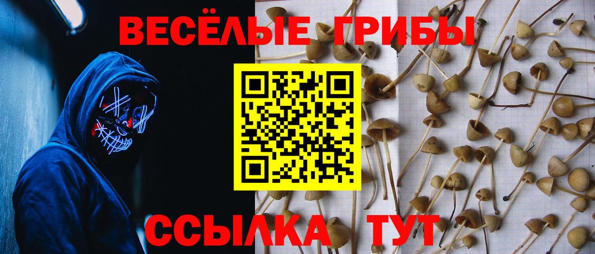 Щёлково  Псилоцибиновые грибы GOLDEN TEACHER  Вход с VPN  Галлюциногенные грибы GOLDEN TEACHER 